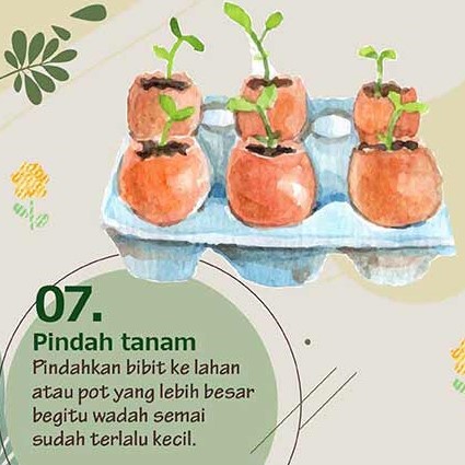 Bibit Sayuran Paket 15 Macam Benih Sayur Daun 30 Hari Panen Murah Kangkung Bayam Sawi Bawang dll