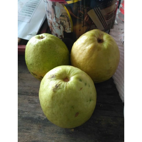 

Red Crystal Guava Fruit, Jambu Kristal Merah, buah