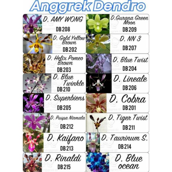 Tanaman Bibit Anggrek Dendro Botol