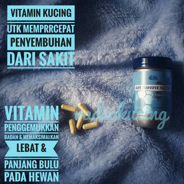 Transfer Factor 4life Vitamin Kucing Gemuk Sehat Bulu Lebat Penyembuh Tri Plus Basik Shopee Indonesia