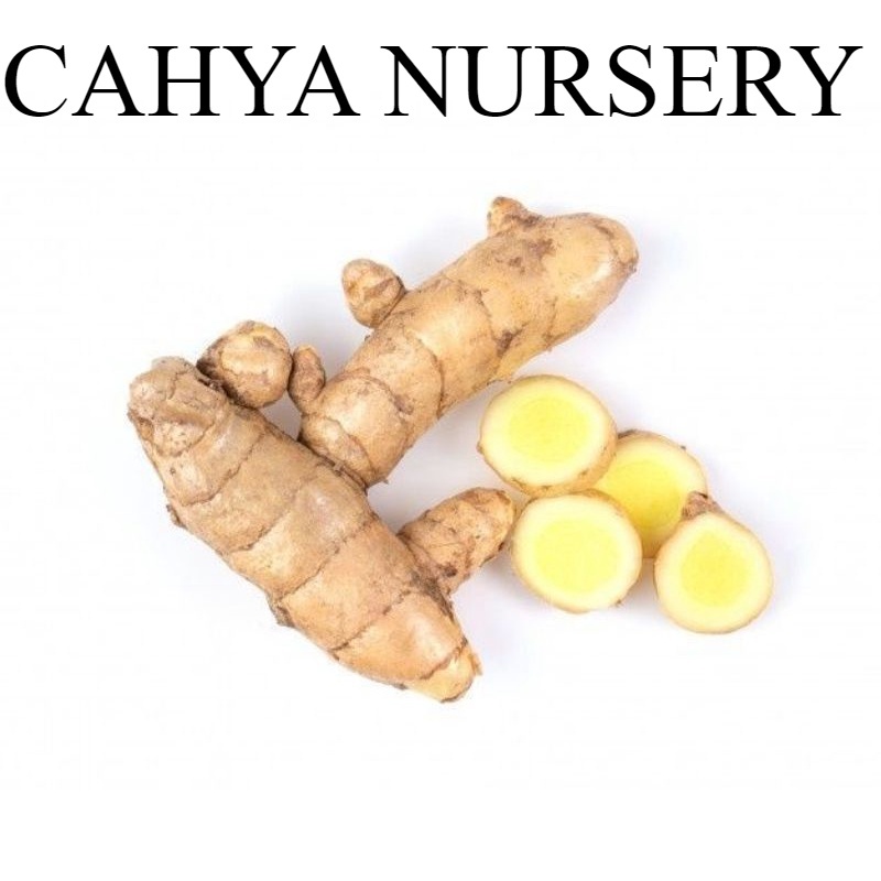 

Promo Kunyit putih 1000gram ( curcuma zedoria) basah segar temu/kunir putih langsung ambil ke kebun