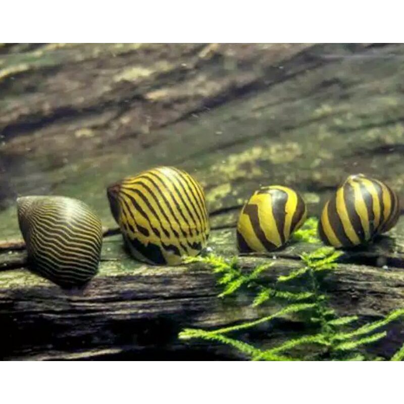 Keong Hias Aquascape