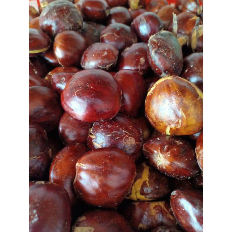 

jengkol super 500 gram Hasil Kebun Sendiri