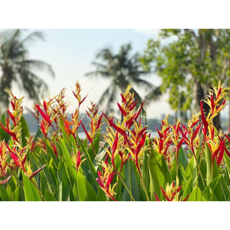 Tanaman hias pisang pisangan / pohon pisang heliconia