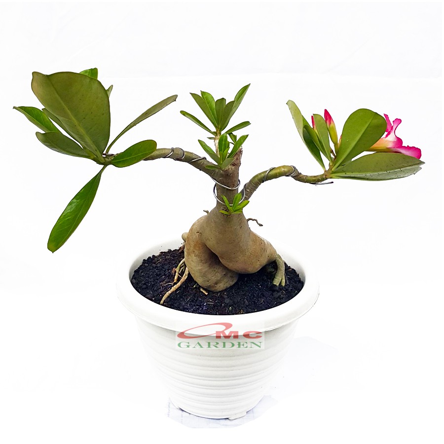 Tanaman Hias Bonsai Adenium Arabicum Obesum Kamboja Jepang B-KJ-014