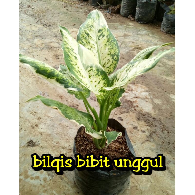 aglonema given varigata_parigata_bunga aglonema given varigata parigata