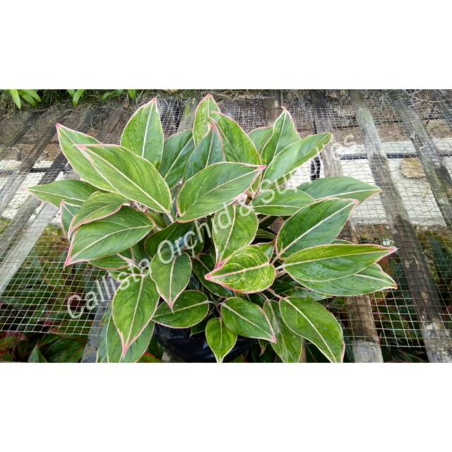 Aglonema Lipstik Putih