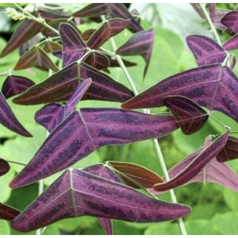 tanaman hias oxalis kupu-kupu ungu // tanaman hias kupu kupu