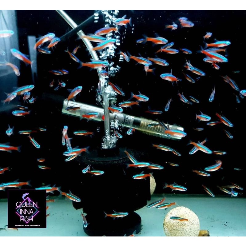 Paket Ikan Hias Cardinal / Neon Tetra Fish Size M