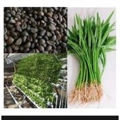 Bibit kangkung super