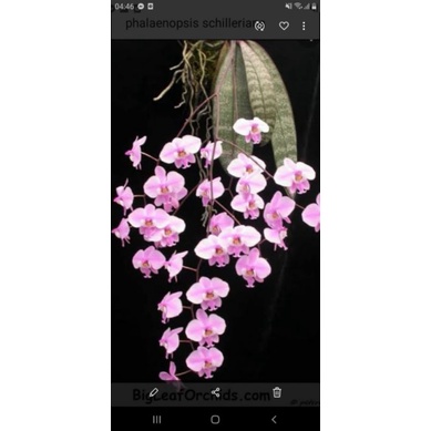 anggrek phalaenopsis schilleriana