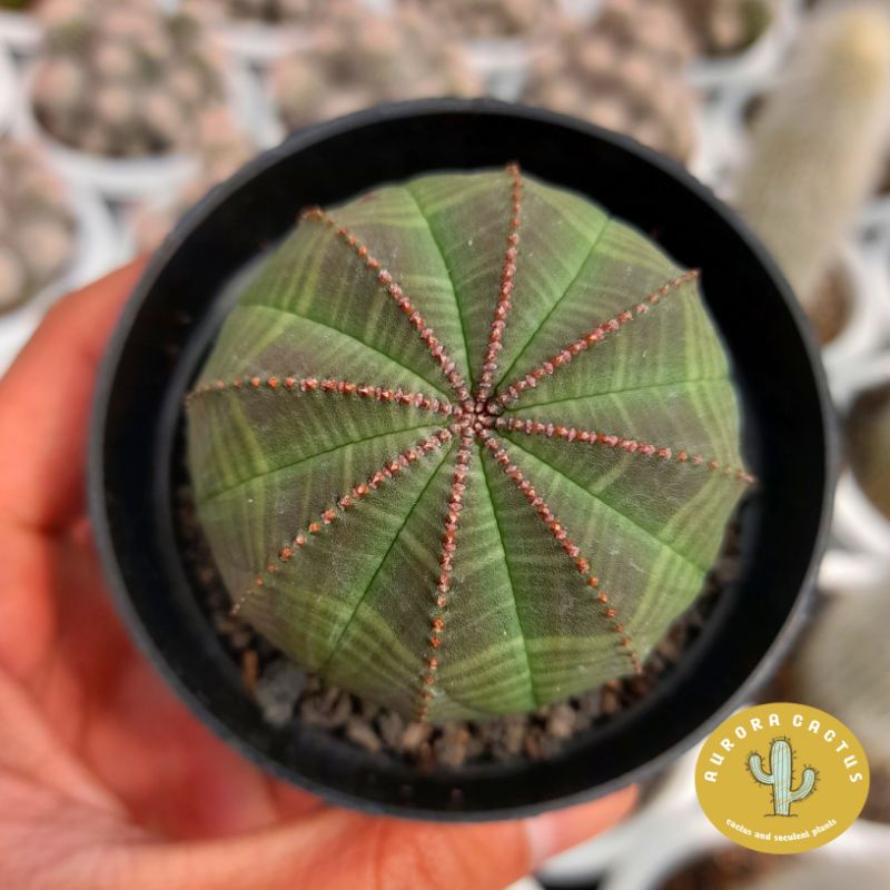 KAKTUS SKULEN euphorbia obesa ownroot