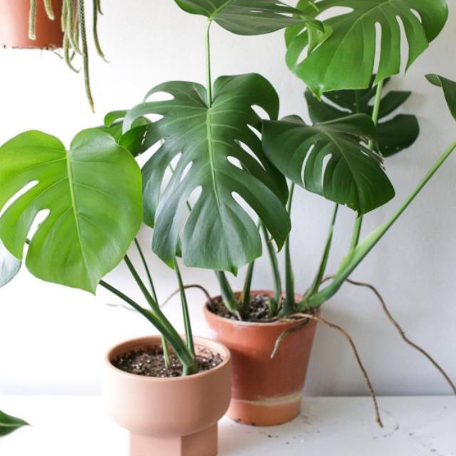 Monstera Deliciosa Borsigiana Besar Pecah Daun Baby Shopee Indonesia