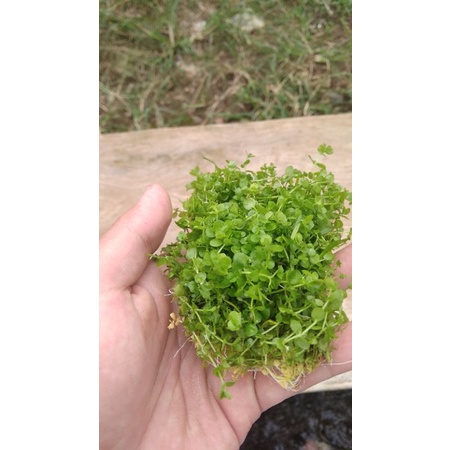 Tanaman Aquascape Monte Carlo tanaman karpet