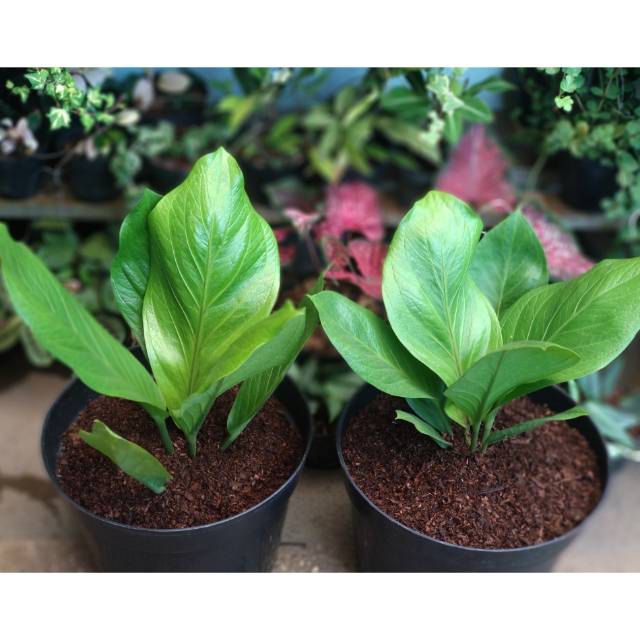 Anthurium Jenmani Cobra / Anthurium Jemani Cobra / Jemani Cobra