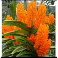 ANGGREK VANDA ASCOCENTRUM  / ANGGREK VANDA  DEWASA SIAP BERBUNGGA