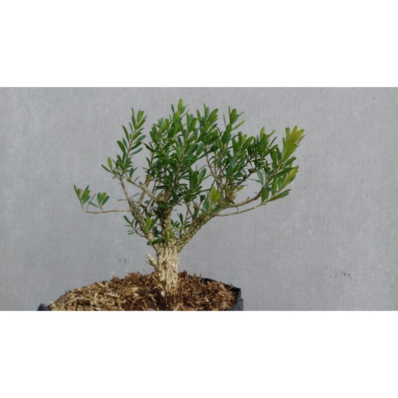 bonsai mame bonsai boxus herlandi