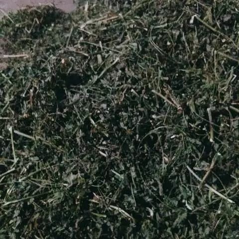 

Bubuk Daun Katuk 100% Asli 1kg Organik
