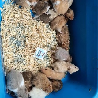 Hamster Syrian Anggora Remaja Gak Gigit Shopee Indonesia