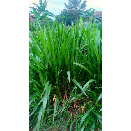 bibit rumput odot atau kolonjono murah (1kg)