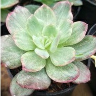 Sukulen Echeveria Lemon Lime White Hijau  Mutasi