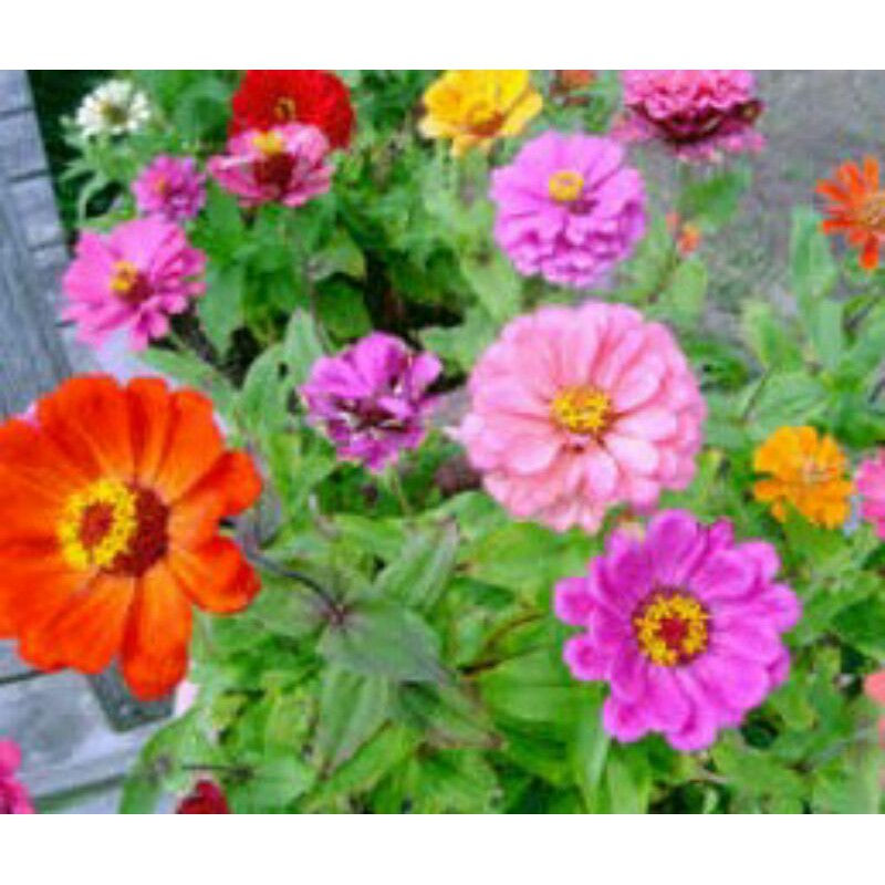 Benih Bunga Kertas Zinnia