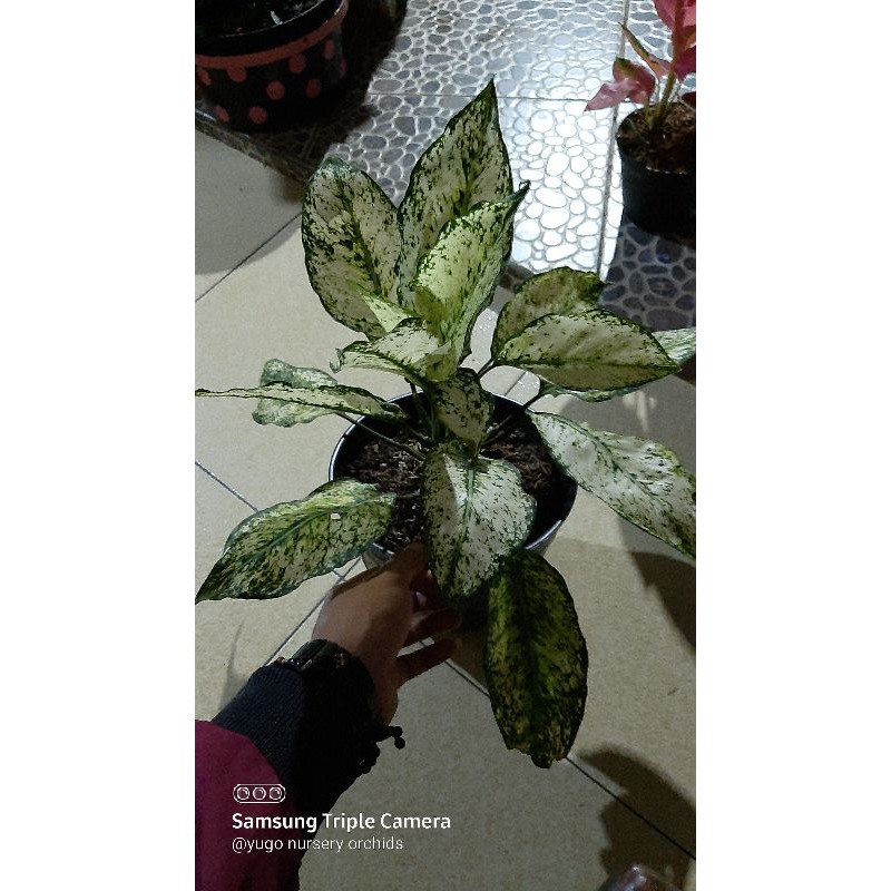 aglonema snow white indukan daun banyak