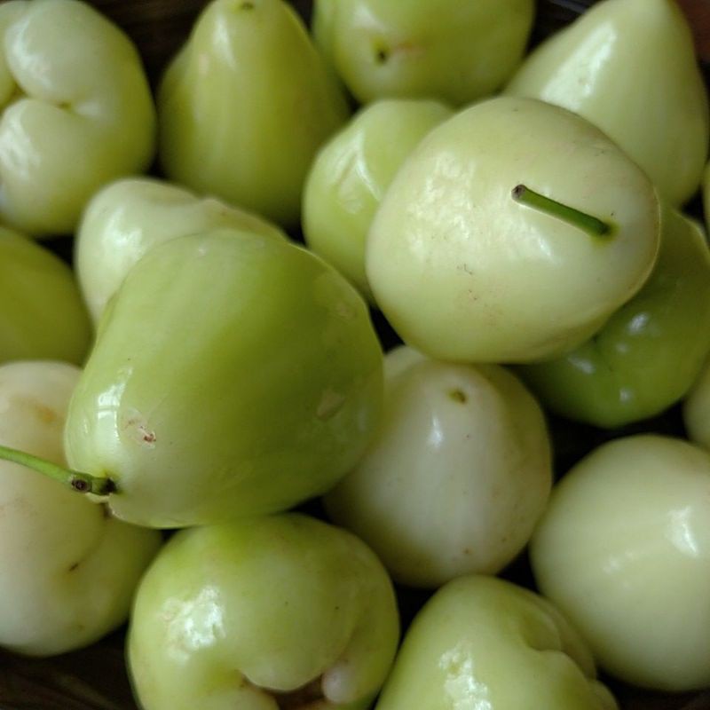 Buah Klampok Jambu Air Hijau