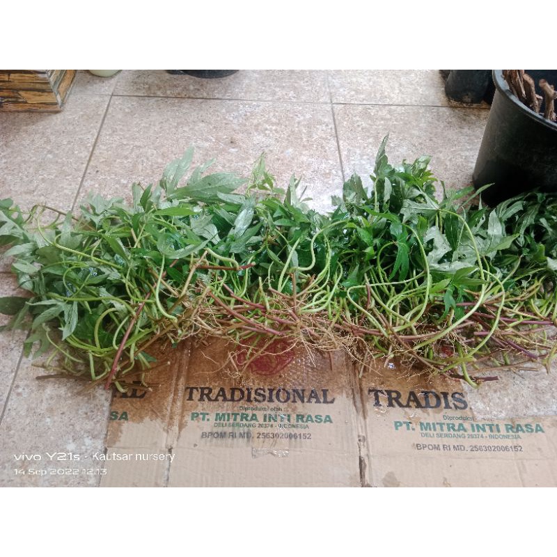 bibit stek ubi madu cilembu