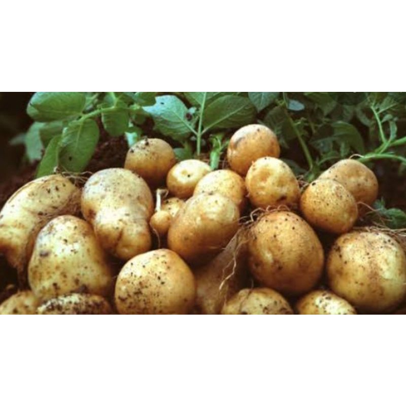 

kentang 1 kg