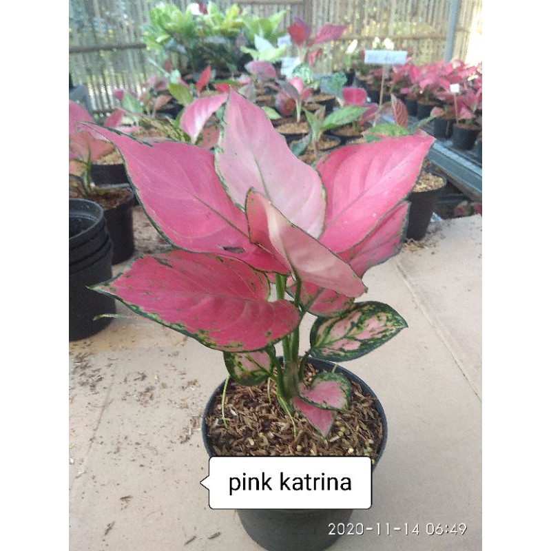 aglonema pink katrina