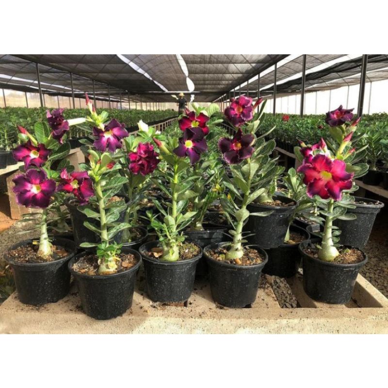 PROMO!!! TANAMAN HIAS ADENIUM KAMBOJA JEPANG BUNGA TUMPUK// PURPLE