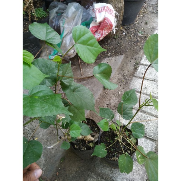 bibit bonsai waru thailand