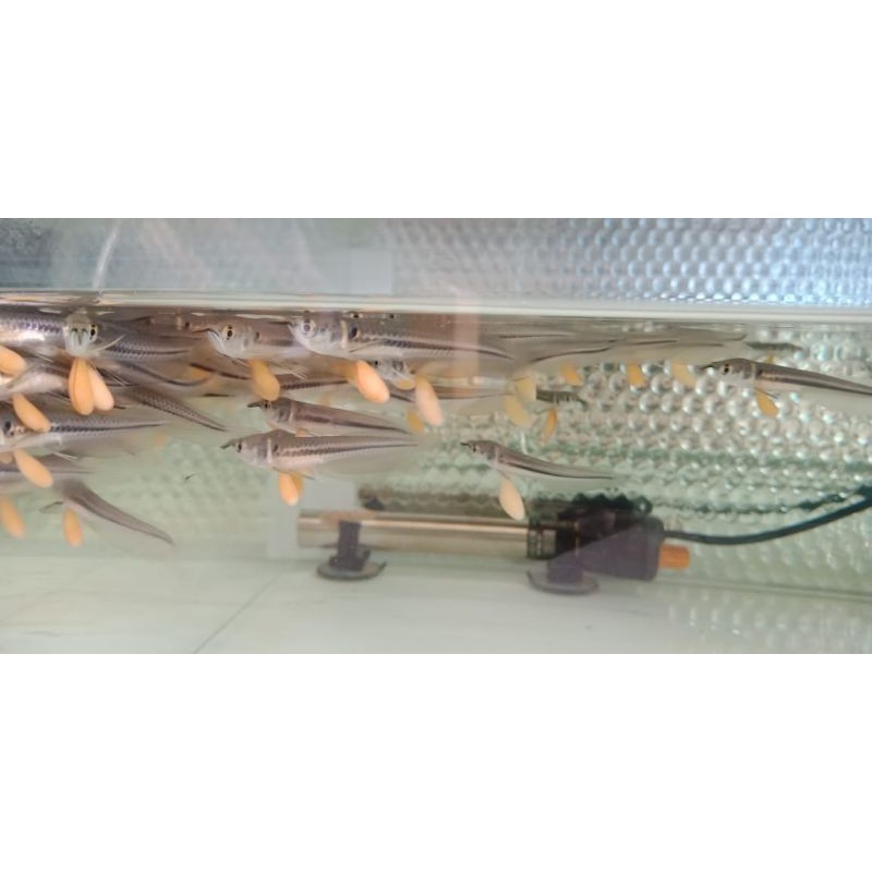 baby arwana silver gendong telur