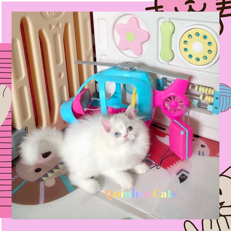 kucing persia flatnose odd eyes betina