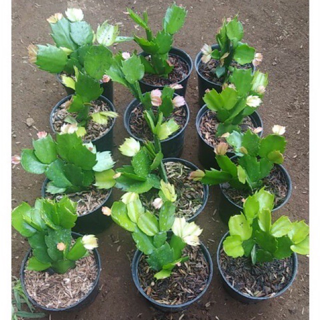 Skulen wijaya kusuma mini/kepiting