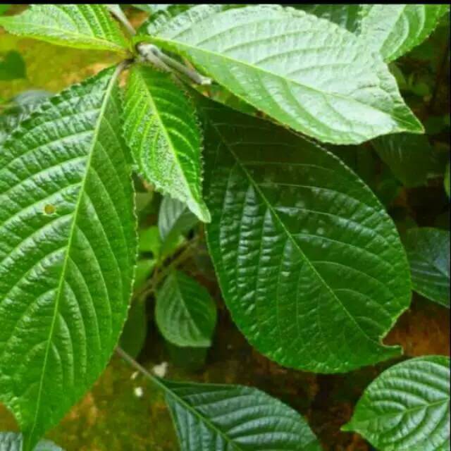 

Daun Keji Beling Segar Promo 1 kg