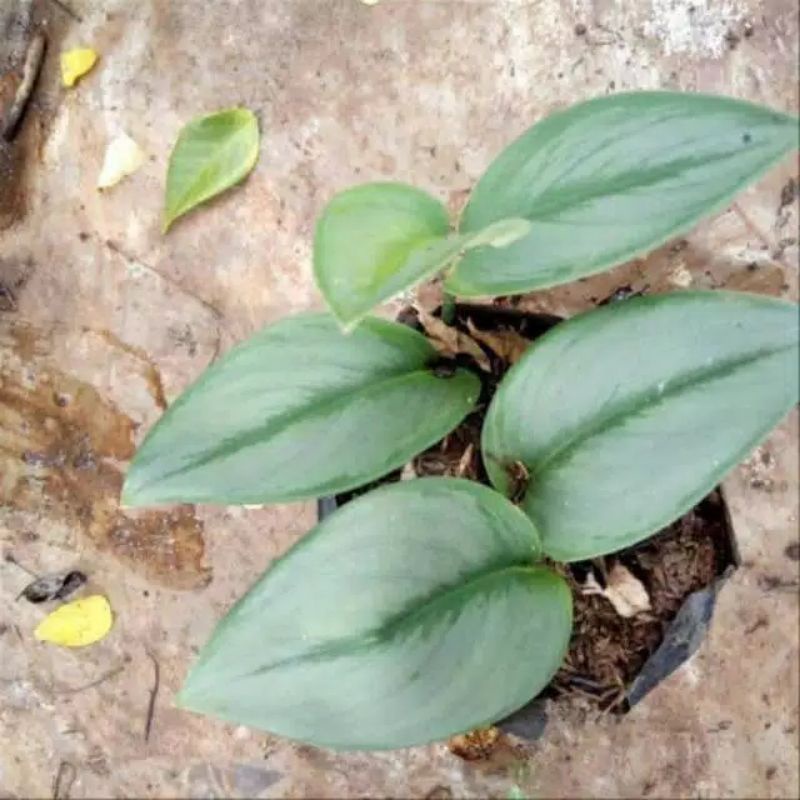 tanaman hias scindapsus susu