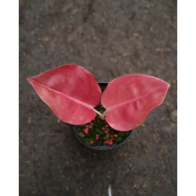 kochin brown jenis koleksian mewah