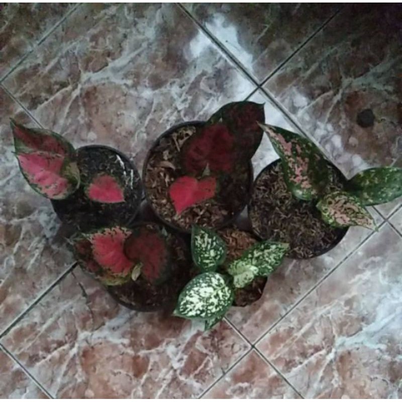 

PROMO!!PAKET.MURAH.5.POHON.HIAS.AGLONEMA