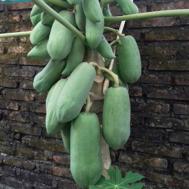 

Pepaya manis