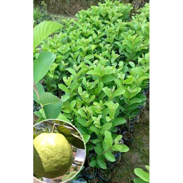 Bibit jambu cristal termurah