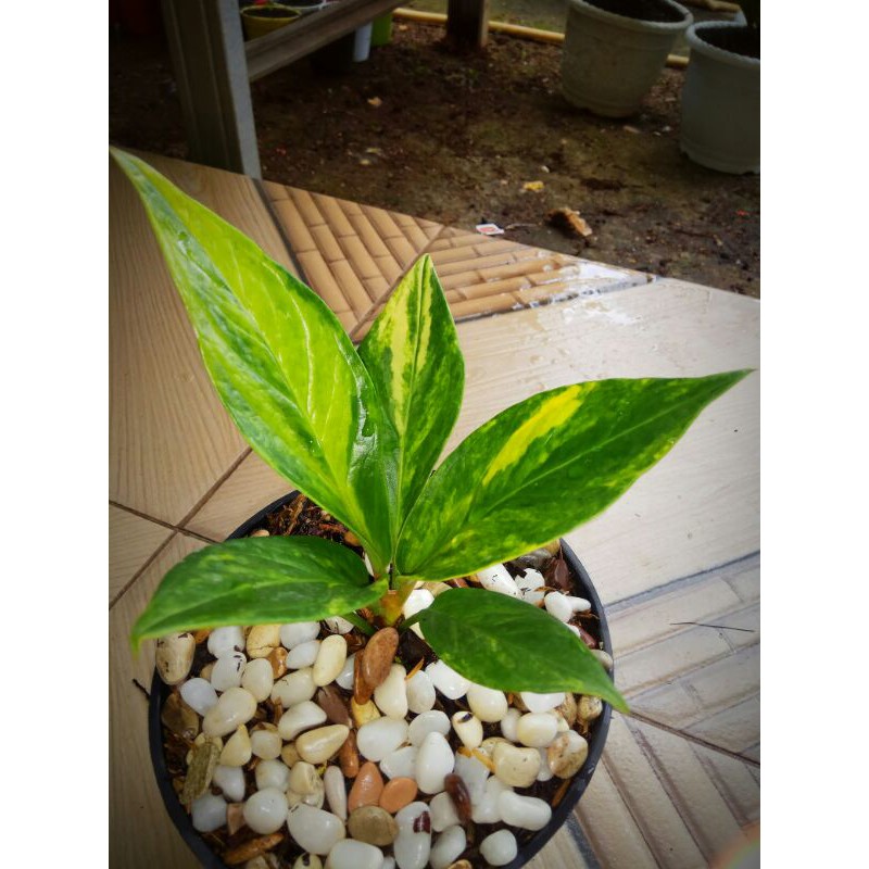 anthurium Jemani Biji Tornado Varigata