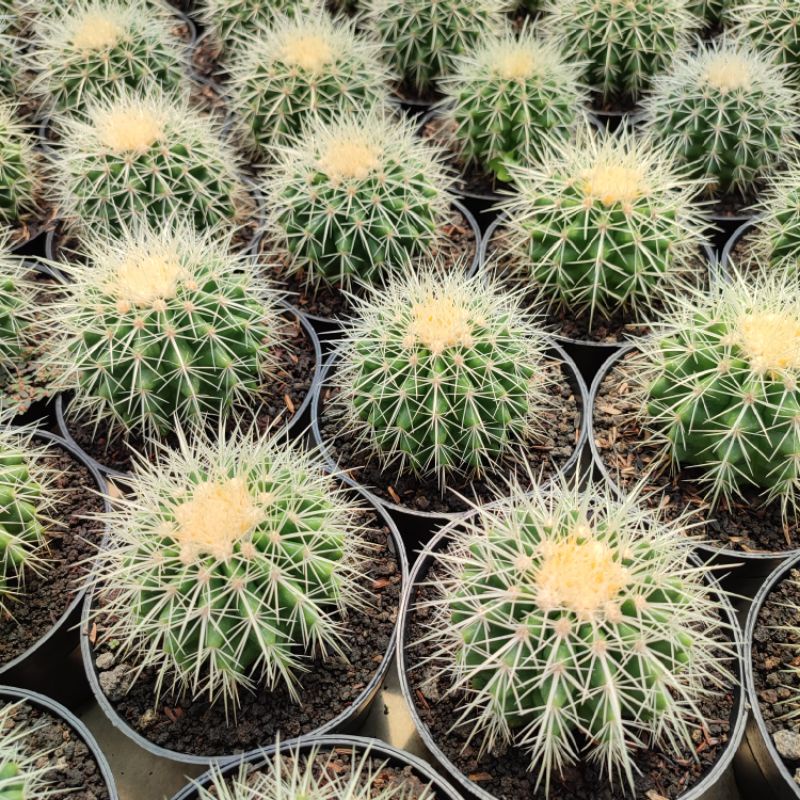 Echinocactus Grusoni/Golden Barrel | DP 12cm