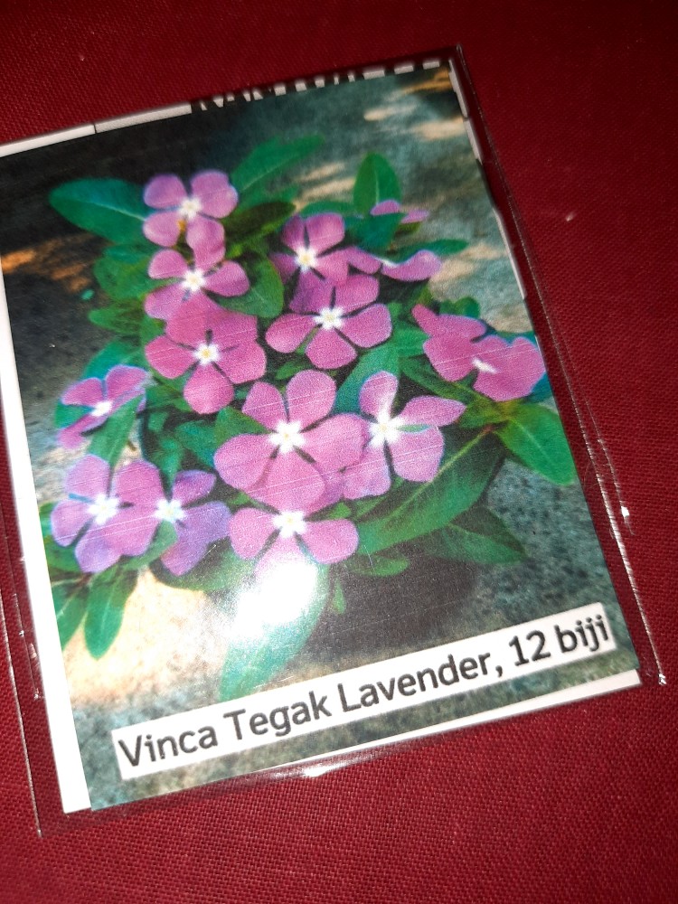 Vinca Tegak Lavender - 12 Biji