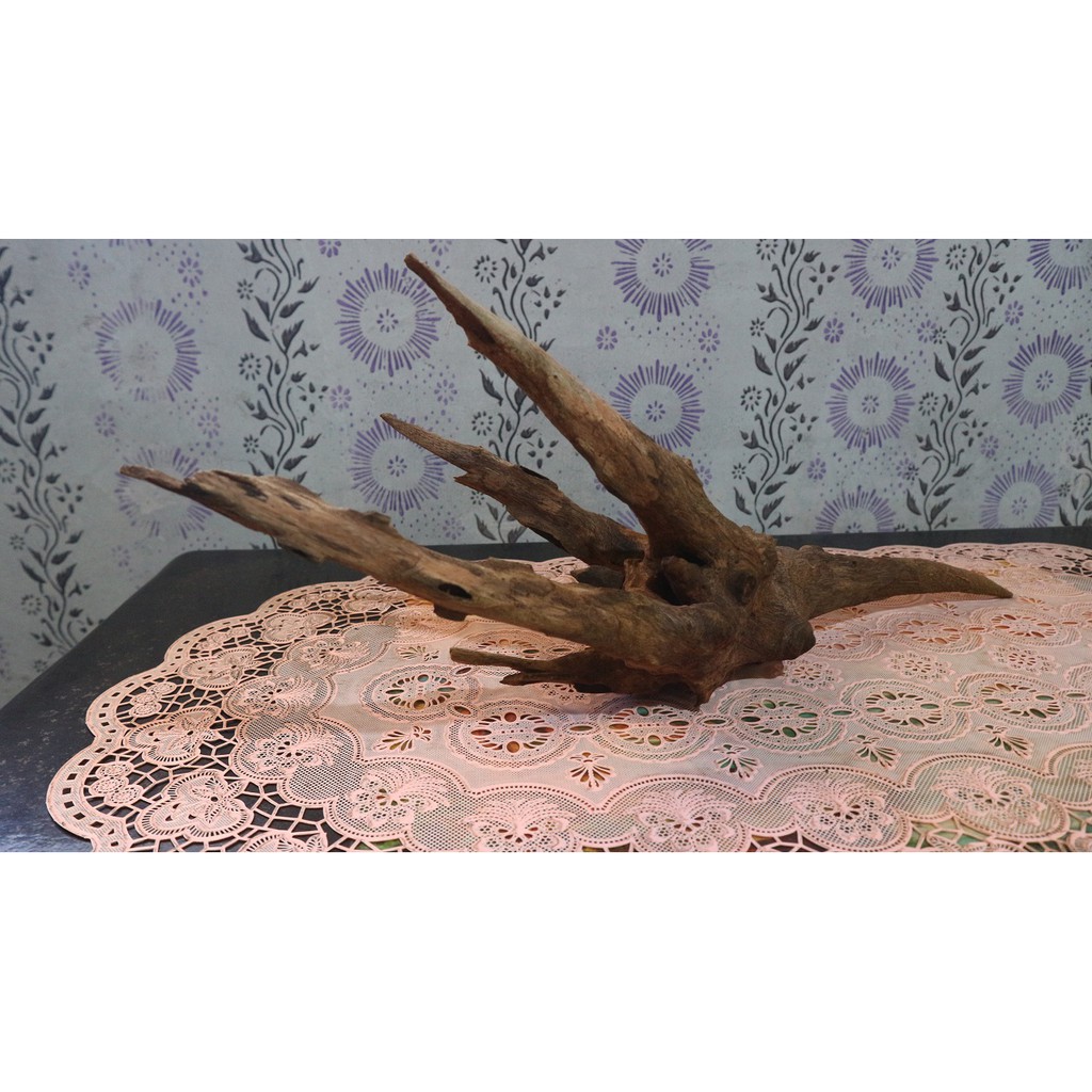 Kayu Rentek Aquascape Ukuran XL