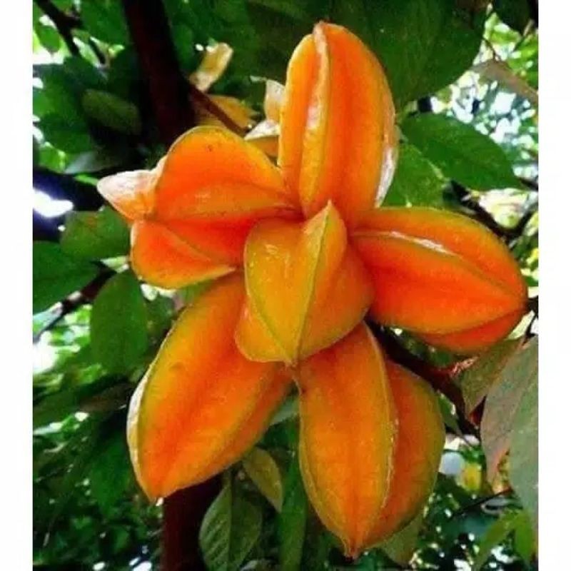 

[PROMO] Bibit Blimbing Madu Superr cepat berbuah