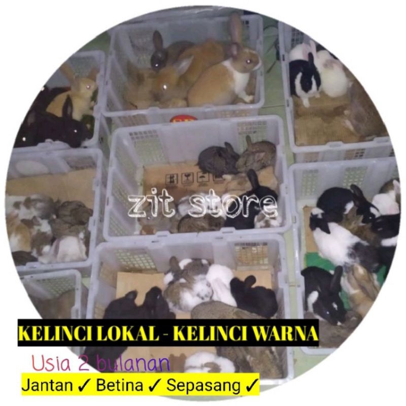 Kelinci lokal anak kelinci kelinci hidup