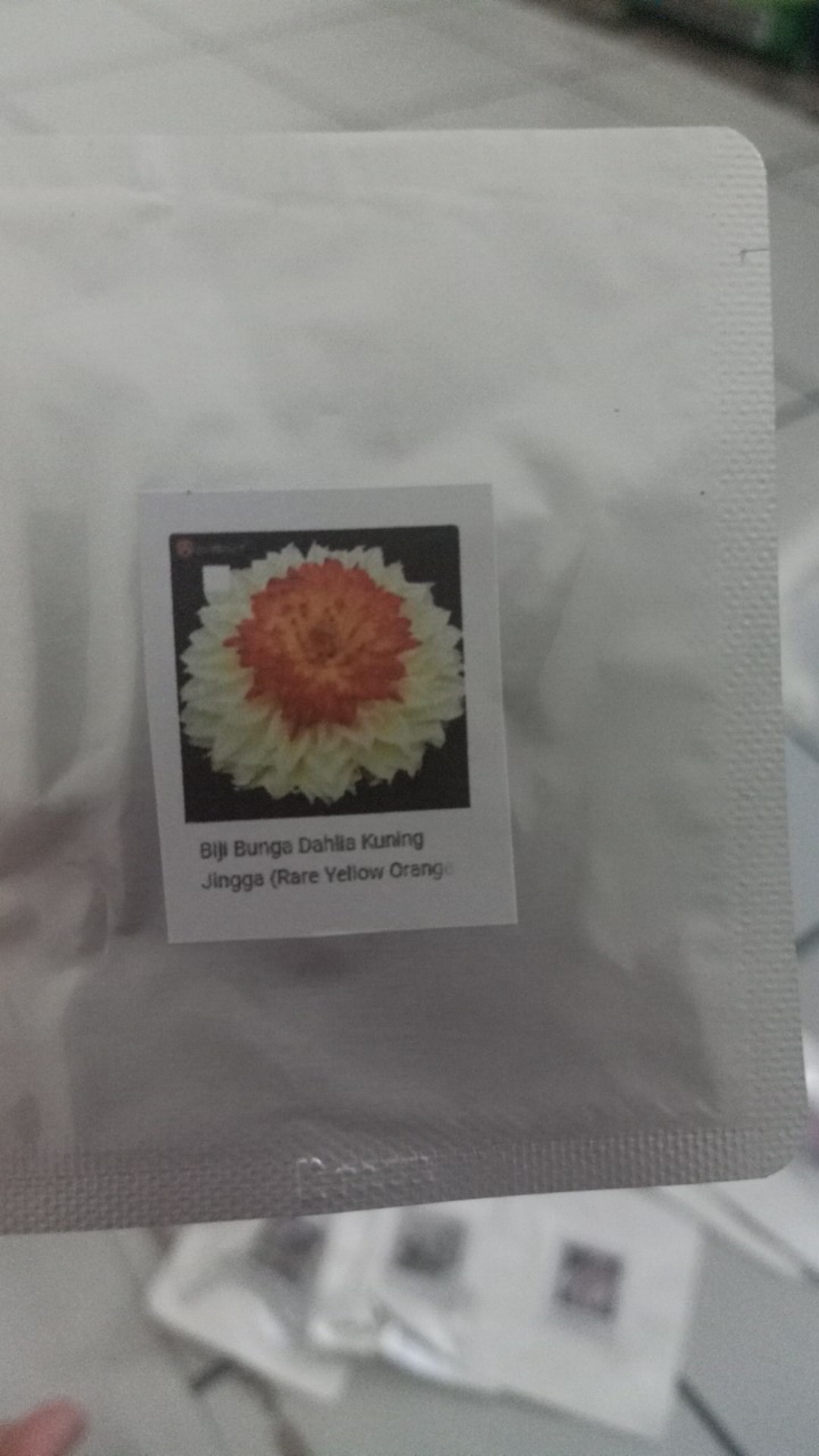 Biji Bunga Dahlia Kuning Jingga (rare Yellow Orange Dahlia Seeds)