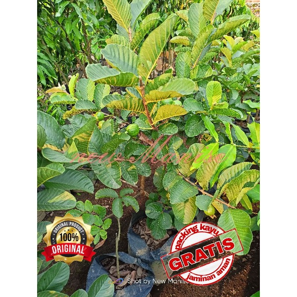 Bibit Jambu Red diamond Kristal Merah